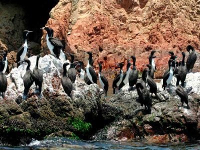 ¿Que Aves hay en las Islas Ballestas?