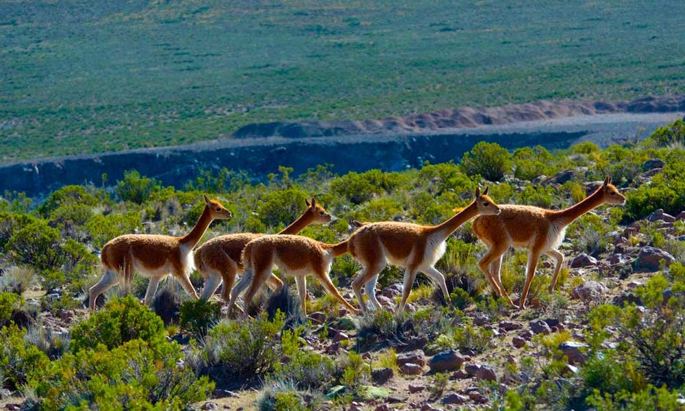 Vilacota Maure Regional Conservation Area