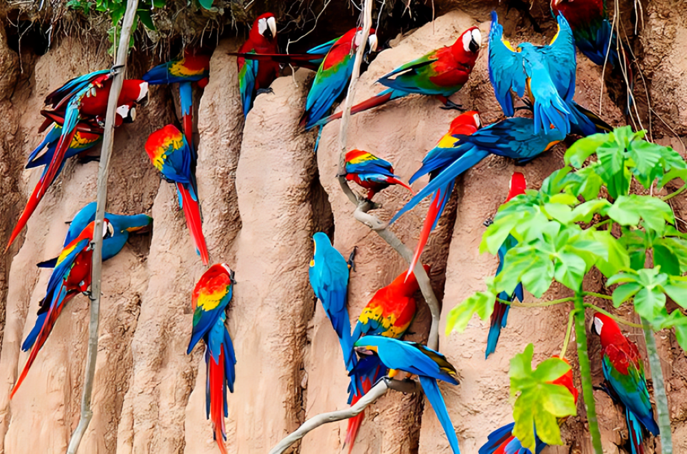 COLLPAS TAMBOPATA INN EXPEDITION 4D/3N |ADVENTURE| Chullos Travel Peru Blog
