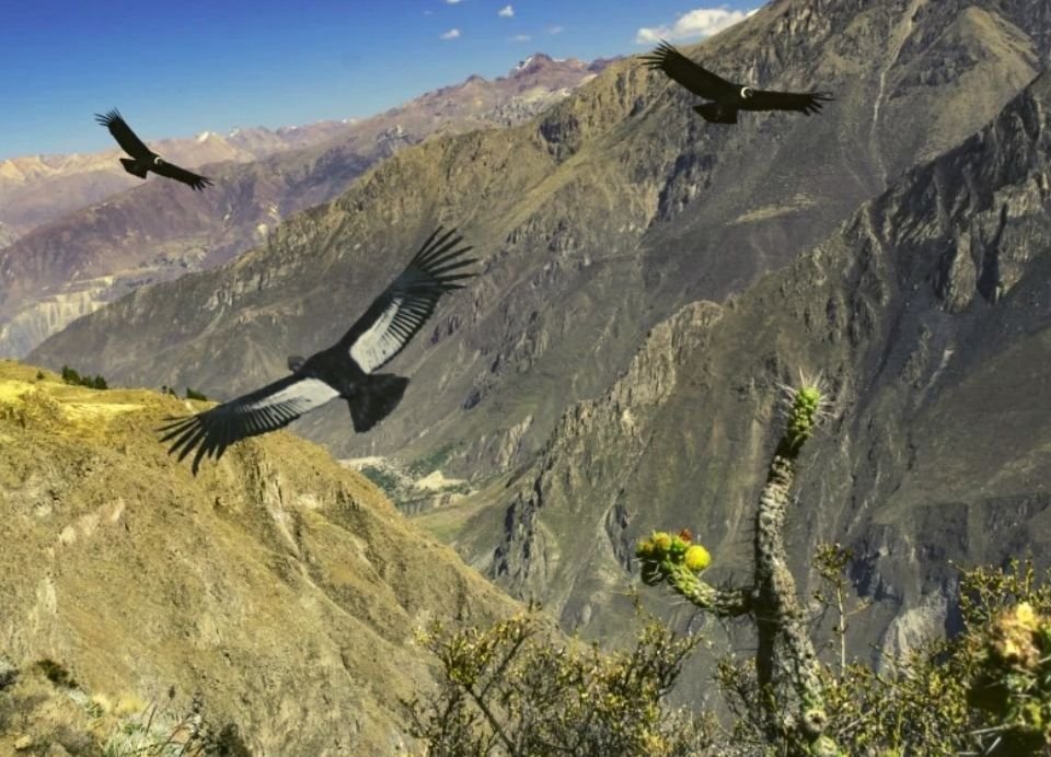 Tour Cañón del Colca 2D/1N desde Arequipa Tour Cañón del Colca 2D/1N desde Arequipa