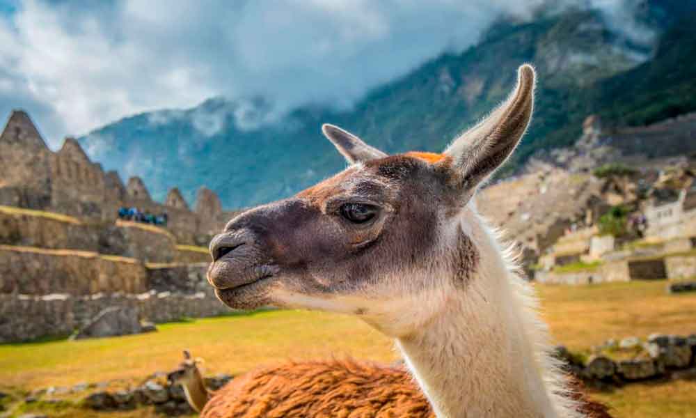 llamas en Machu Picchu