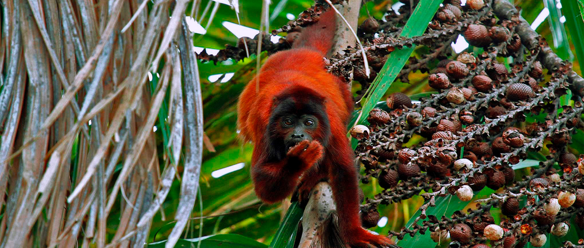 Tambopata 3Días | Isla de los monos + Sandoval Lake + Fogata