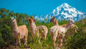 Terapia com Alpacas e Lhamas no Vale Sagrado dos incas .