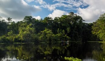 Full Day Pacaya Samiria Reserve | Wildlife