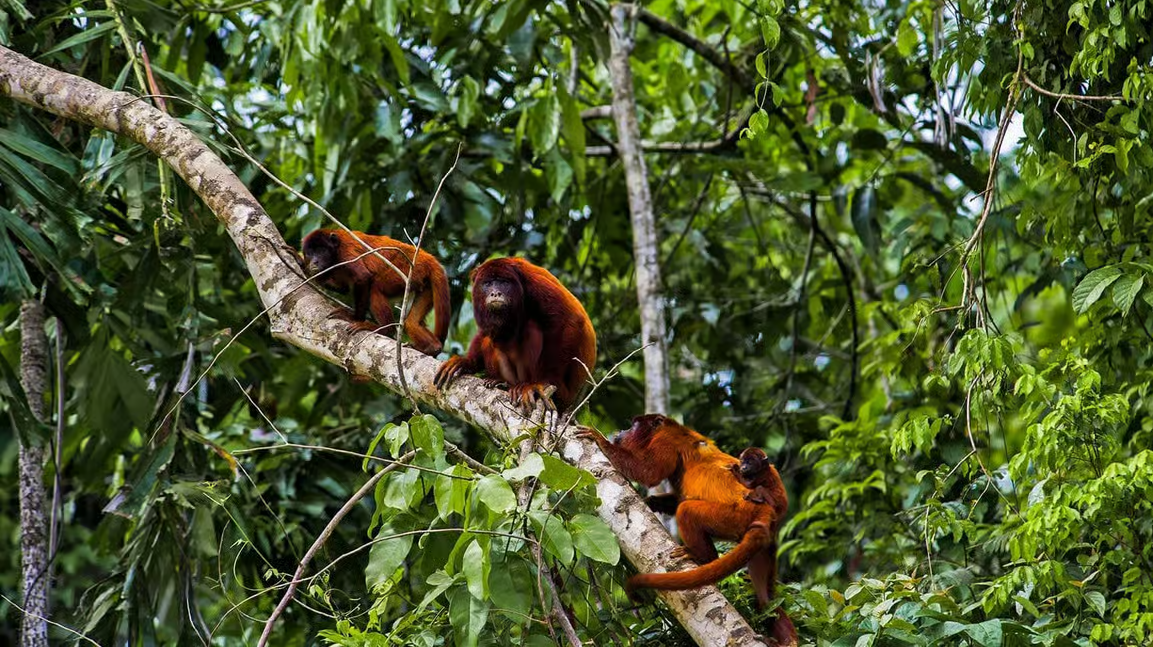 Excursão à Ilha dos Macacos em Iquitos | Botos, Rosa e Cinza