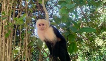 Iquitos Monkey Island Tour: Dolphins, Pink and Gray Dolphins