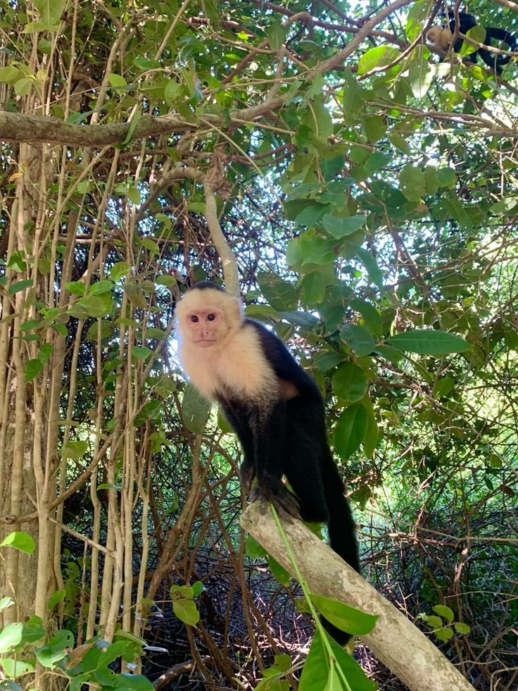 Tour Isla de los Monos Iquitos | Delfines, Rosado y Gris