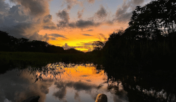 Tour Isla de los Monos Iquitos | Delfines, Rosado y Gris