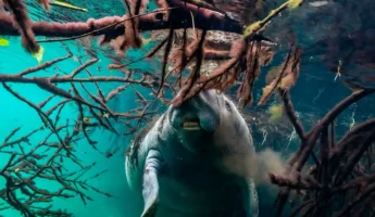 Pesca deportiva de Piraña + Zoologico Amazonico – Full Day | Quistococha