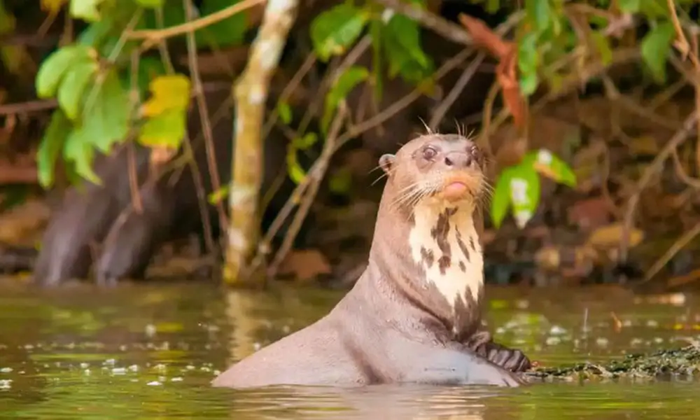 Tamshiyacu Reserve – 6Days & 5Nights | Iquitos