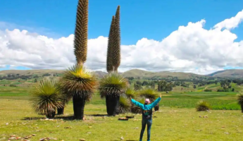 Tour a Vilcashuamán Ciudad Inca | Puyas de Raimondi | Full Day