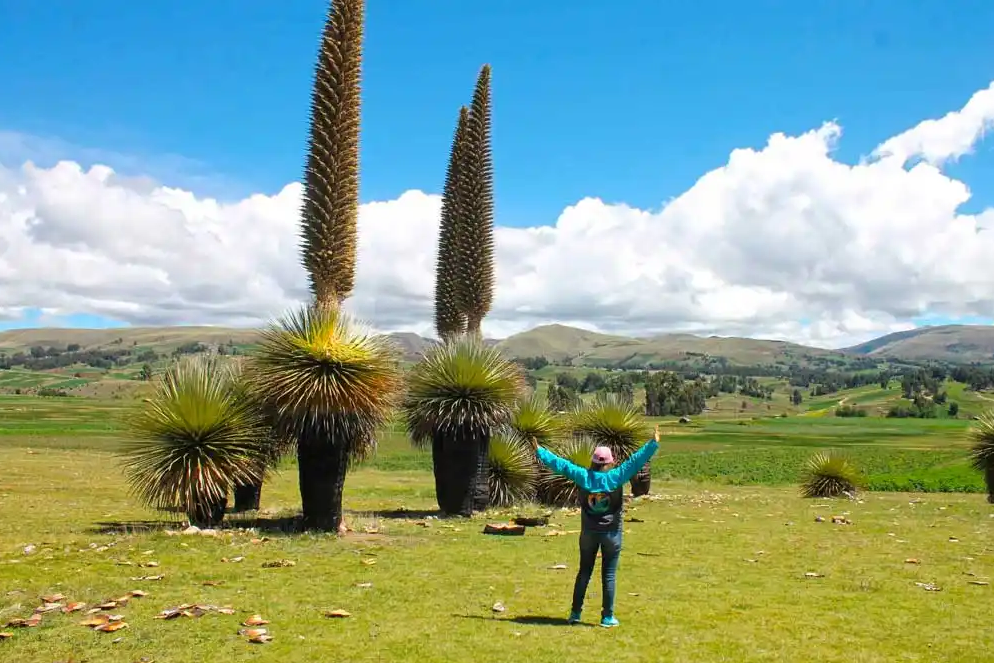 Tour a Vilcashuamán Ciudad Inca | Puyas de Raimondi | Full Day