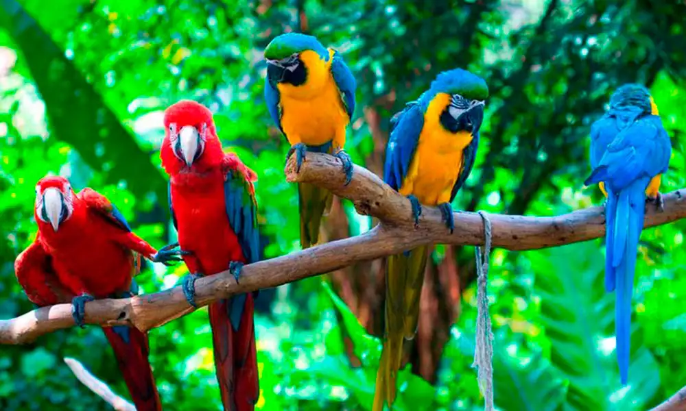 Passeio no Paredão de Argila Branca das Araras   5D/4N