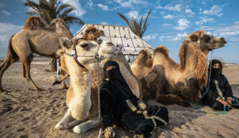 Tour Dromedarios en Ica | Entretenimiento Adicional