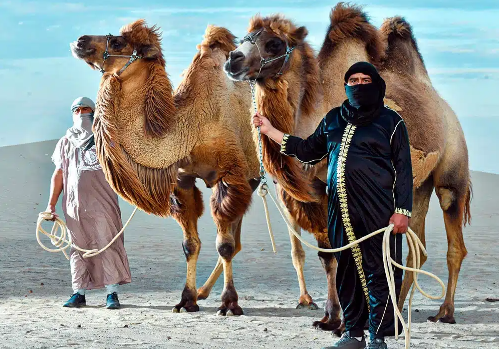 Tour Dromedarios en Ica | Entretenimiento Adicional