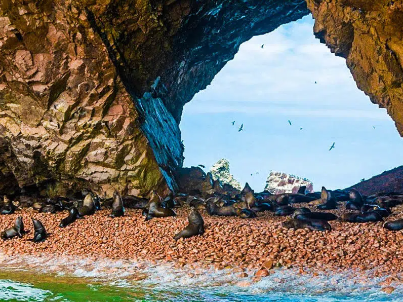 Tour Islas Ballestas + Reserva Nacional de Paracas