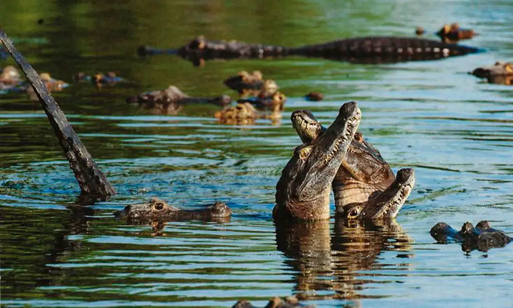 Excursão Manu – 6 D/5 N | Explorando a Biodiversidade