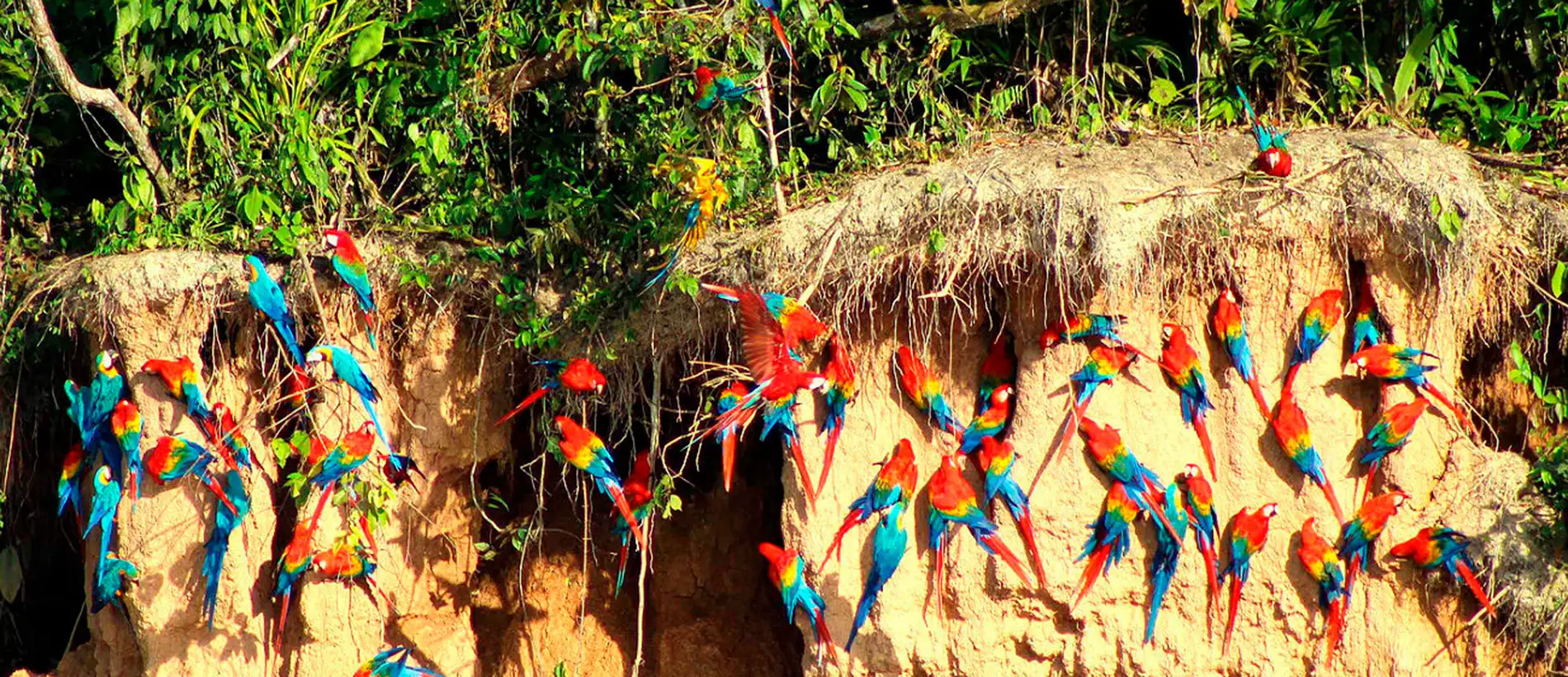 Tour Collpa de Loro en Lago Sandoval