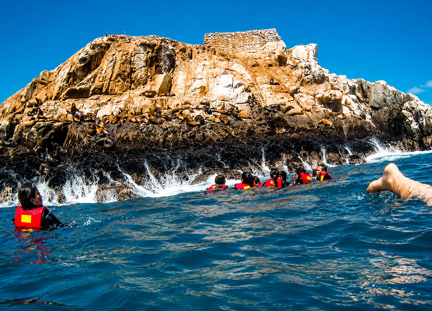 Tour a la Isla Palomino – Callao